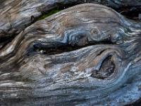 Knorrige, kahle Baumwurzel